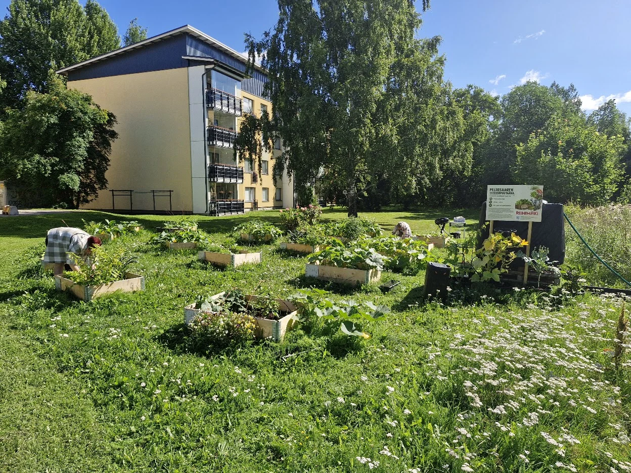 Viljelyä yhteisöpuutarhassa